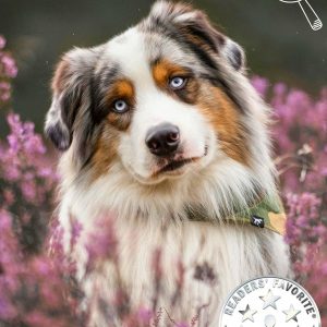 The Australian Shepherd Scheme: or The American Shepherd Scheme (The Mysteries of Just Another John Smith Shorts Book 1)