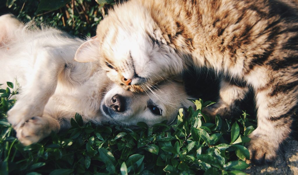 Essential Tools for Dogs, Cats and Small Pets